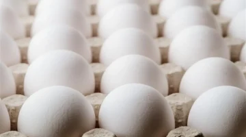 سعره بالأسواق.. تحديث مبيعات كرتونة البيض داخل بورصة الدواجن للمستهلك اليوم الثلاثاء